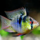 Ramirezi Ballon Micogeophagus ramirezi