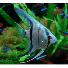 Escalar Blue Neon Pterophyllum escalare