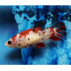 Betta hembra Koi betta splendens