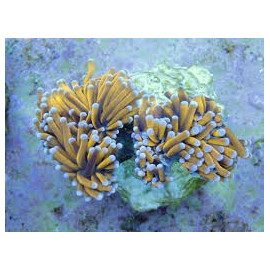 Euphyllia glabrescens Golden Torch