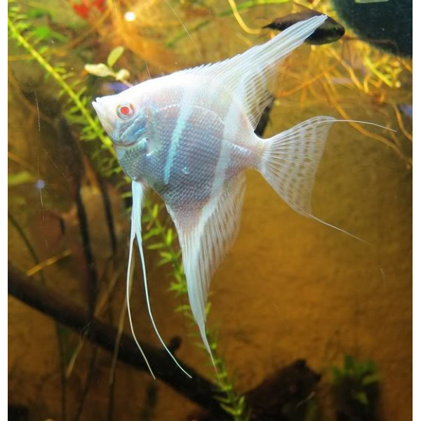 Escalar albino Pterophyllum scalare