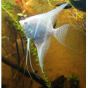 Escalar albino Pterophyllum scalare