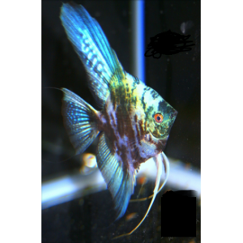 Escalar Blue Marble PTEROPHYLLUM SCALARE