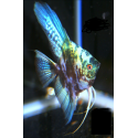 Escalar Blue Marble PTEROPHYLLUM SCALARE