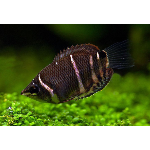 Gourami chocolate Sphaerichthys osphromenoides