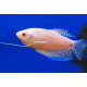 Gourami Platinum TRICHOGASTER MICROLEPIS