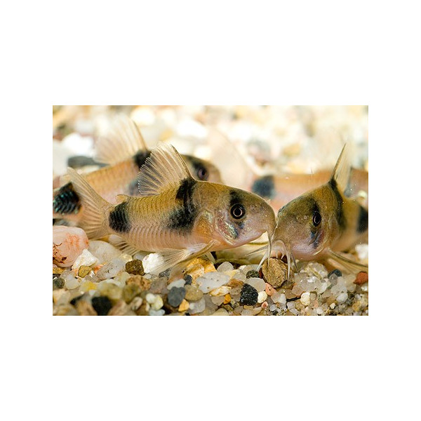 Corydora weitzmani