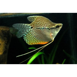 Gourami perla ballon