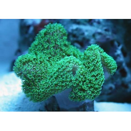 Sarcophyton Green fluor VR