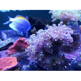 Euphyllia yaemaensis Torch FT