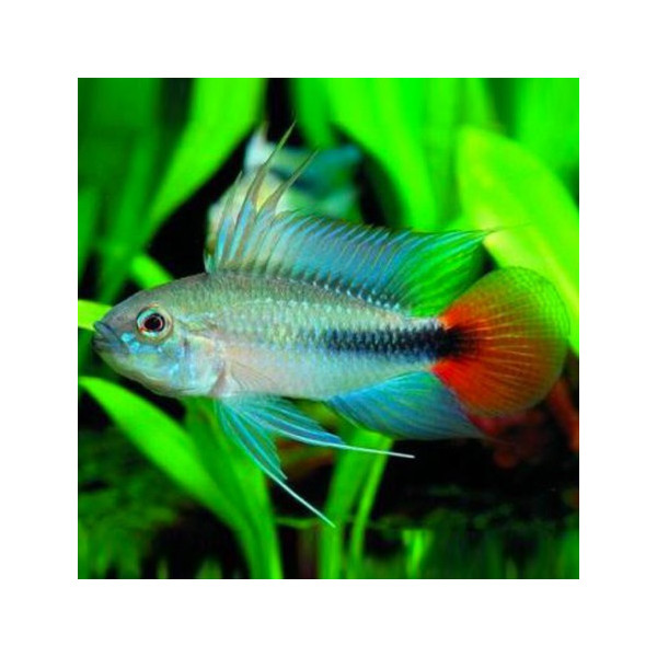 Apistogramma rio mamore