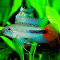 Apistogramma rio mamore