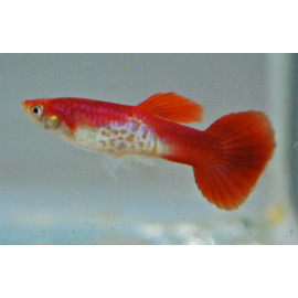 Guppy macho snakeskin Flamingo red