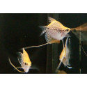 Gourami perla oro ballon