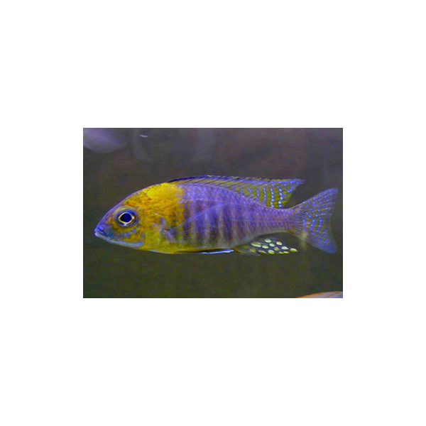 AULONOCARA YELLOW HEAD