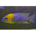 AULONOCARA YELLOW HEAD 6-7 CM