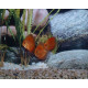 Discus Santarem Stendker 6-7 cm