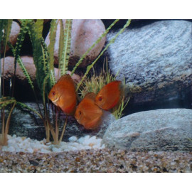 Discus Marlboro Red Stendker 6-7 cm