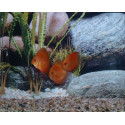 Discus Marlboro Red Stendker 6-7 cm