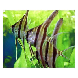 Escalar Manacupuru 2.5-3 cm PTEROPHYLLUM SCALARE