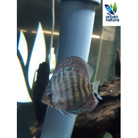 Discus Turquesa Vermell 6cm