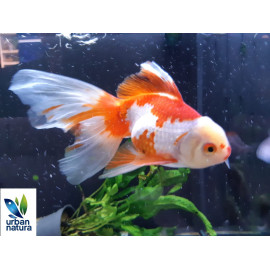 Oranda Vermell Blanc UltraShow L