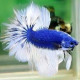 Betta Macho Dumbo Superdelta 6-7 cm