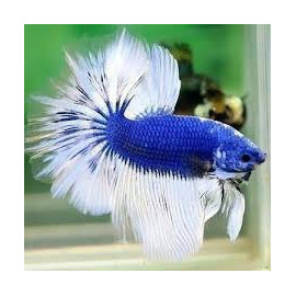 Betta Macho Dumbo Superdelta 6-7 cm