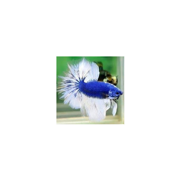 Betta Macho Dumbo Superdelta 6-7 cm