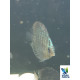 Discus Royal Blue 5-6 cm