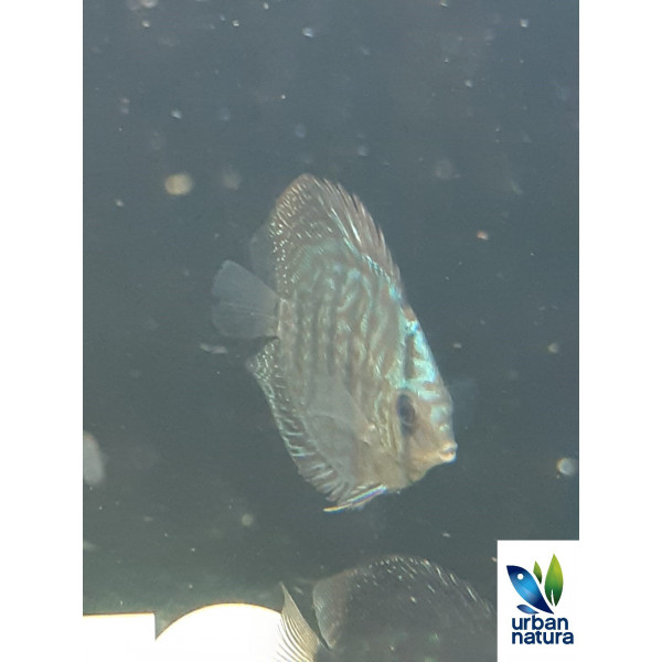 Discus Royal Blue 5-6 cm