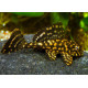 Plecostomus marbre tronja PTERYGOPLICHTYS JOSELIMAIANUS