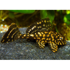 Plecostomus marbre tronja PTERYGOPLICHTYS JOSELIMAIANUS