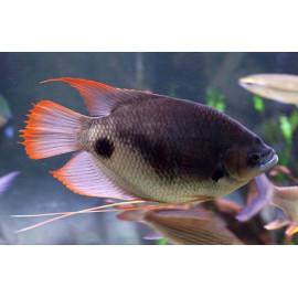 Gourami Gigante Osphronemus laticlavius