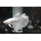 Betta halfmoon white macho