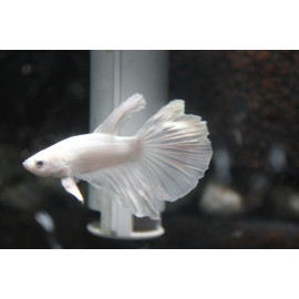 Betta halfmoon white macho