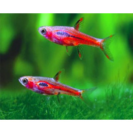 RASBORA ARLEQUIN 2.5-3CM RASBORA HETEROMORPHA