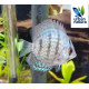 Discus Azul Turquesa 5-6 cm Symphysodon aequifasciatus