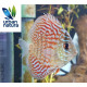 Discus Royal Red 5-6 cm Symphysodon aequifasciatus