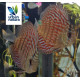 Discus Royal Red 5-6 cm Symphysodon aequifasciatus