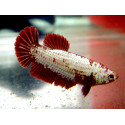 Betta hembra dragon betta splendens