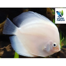 Discus Snow White 7-8 cm