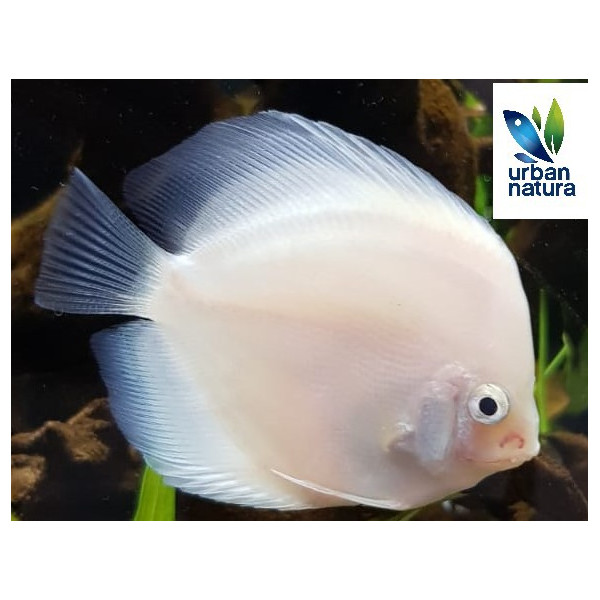 Discus Snow White 7-8 cm