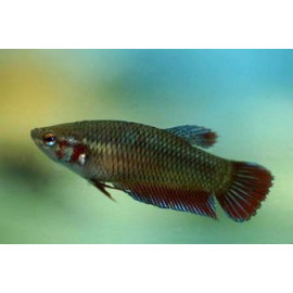 BETTA HEMBRA SPLENDENS 4-5CM BETTA SPLENDENS