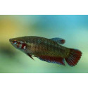 BETTA HEMBRA SPLENDENS 4-5CM BETTA SPLENDENS