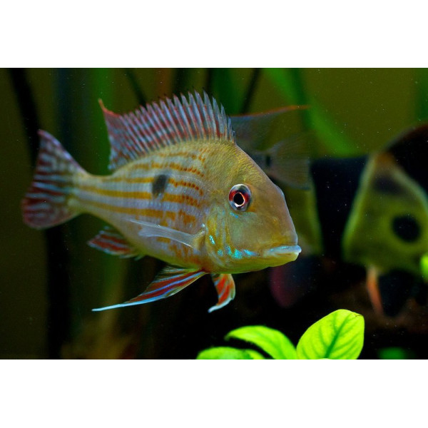 Geophagus surinamensis