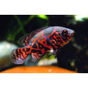 Oscar Atigrado Rojo Astronotus ocellatus M