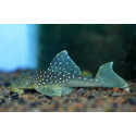 L128 HEMIANCISTRUS SP BLUE PHANTOM