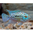 Rocio octofasciata Jack Dempsey