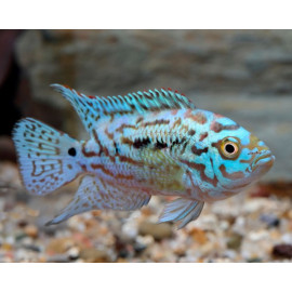 Rocio octofasciata Jack Dempsey